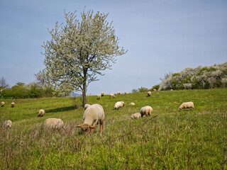 Fototapeta premium Grazing sheep under a blooming fruit tree in spring countryside.