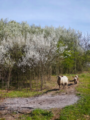 Sheep with lambs walking along a dirt path beside blooming white shrubs in spring.