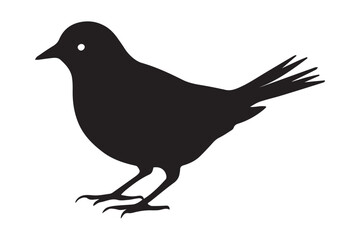 Obraz premium Canary Bird