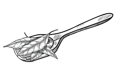 Vector illustration of a wooden Scoop with Bay and peppermint leaves for Herb packaging, culinary label design. Outline drawing painted by black inks in vintage botanical style for cookery book.