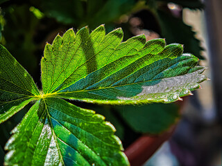 Macro shot of a sunlit strawberry leaf with pronounced veins and serrated edges.