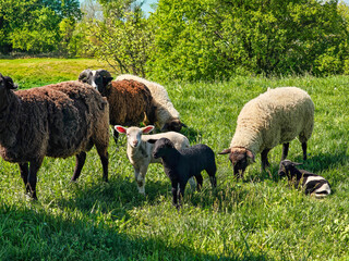 Group of sheep and lambs grazing on a sunny meadow, with trees and grass in the background.