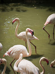 Close-up of greater flamingos (Phoenicopterus roseus) standing in shallow water, displaying their pink feathers and curved necks in natural sunlight.