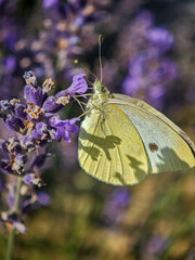 Side view of a cabbage white butterfly on lavender flower, with wing shadows visible in sunlight and a vivid purple background.