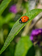 Side view of a seven-spot ladybird on a green leaf in sunny garden, showing shiny red shell and soft natural background.