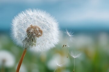 Macro Shot of Dandelion with Seeds Blowing in the Wind &ndash; Soft Blue Background