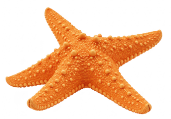 A textured orange starfish with five arms, isolated on a clean transparent background