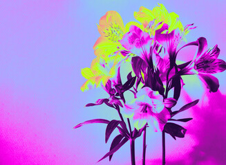 Colorful digitally enhanced bouquet of alstroemeria flowers in neon hues on a vibrant gradient...