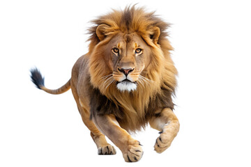 Fototapeta premium A majestic lion is running, isolated on transparent background
