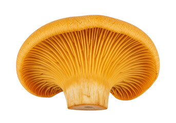 Closeup view of the underside of a bright orange mushroom, showcasing its delicate gills, isolated on a transparent background
