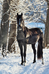 Beautiful thoroughbred horse walks in winter snow park
