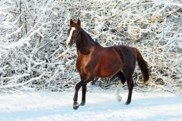 Beautiful thoroughbred horse walks in winter snow park