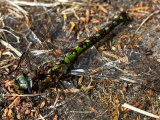 dragonfly on the grass