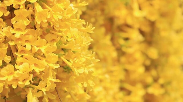 Beautiful yellow Dolichandra unguis-cati flowers with insect (cats claw creeper or cat's claw trumpet), Yellow flowers in springtime