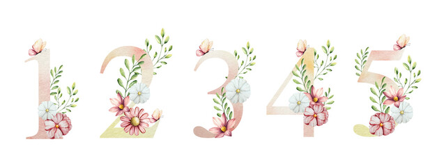 Elegant number one, two, three, four, five with flowers and leaves, butterfly. Watercolor gerbera, chamomile, echinacea. Hand drawn wildflower art isolated on background, transparent png. Botanical