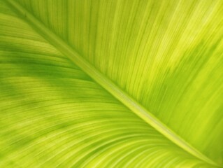 Close up of banana leaf surface pattern and texture background 