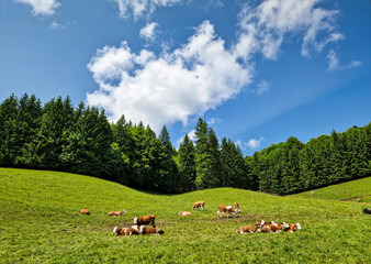 Scenic Summer View of Todtnauberg in the Black Forest, Germany – Lush Green Hills, Alpine...