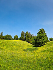 Scenic Summer View of Todtnauberg in the Black Forest, Germany – Lush Green Hills, Alpine Meadows, and Peaceful Mountain Landscape