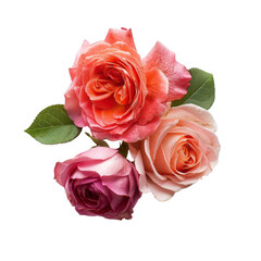 Close-up of three vibrant roses in peach, pink, and coral hues