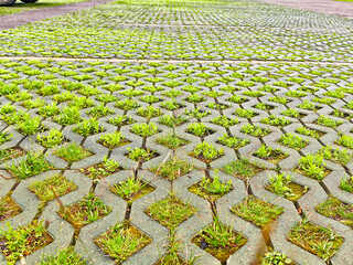 Green grass growing through patterned pavement in a public parking area near a city park during...