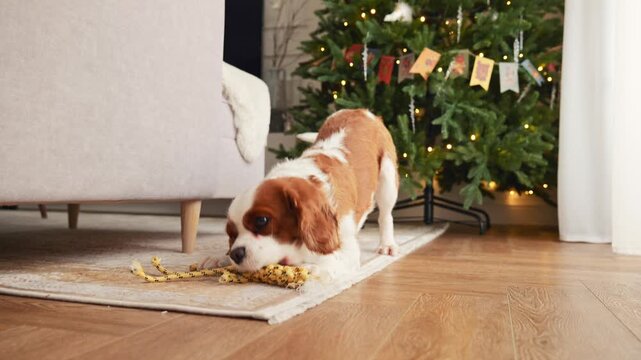 A Playful Dog Surrounded by Holiday Decorations In a joyful and festive setting, this adorable dog fills the room with cheer while exploring the colorful decorations and ornaments