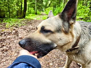 Close encounter with a friendly Eastern European Shepherd in a lush forest trail during a sunny day