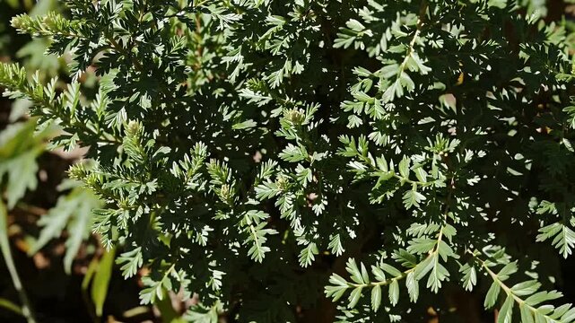 Botanical 4K footage of the Teucrium heterophyllum plant from the mint family Lamiaceae highlighting the perennial&rsquo;s green leaves and its cultural ties to ancient Troy in a serene setting