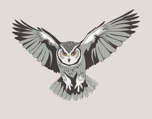 Grand hibou gris volant vers moi/Great grey owl flying towards me