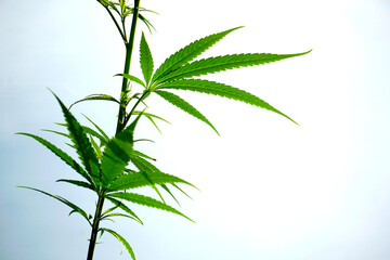 Marijuana plant green on blurry greenery marijuana leaf background among the green leaves and other blur background for text.