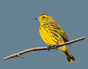 Yellowhammer