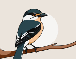shrike vector illustration