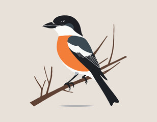 shrike vector illustration