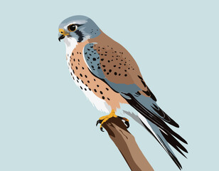 Kestrel