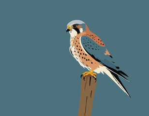 Kestrel