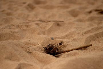 Macro photo of textured beach sand featuring small natural debris like sticks, roots, and tiny...