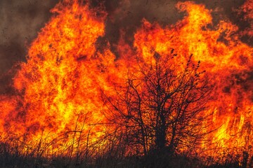 Tree with fire in the background during wildfire