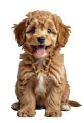 Golden Curly Puppy with Blue Eyes on Transparent Background, 3D Realism Graphic for Design