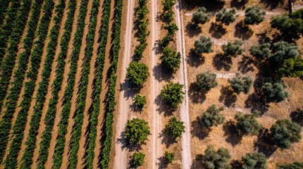 An overhead drone view of perfectly aligned vineyard rows, bordered by olive trees and dusty paths