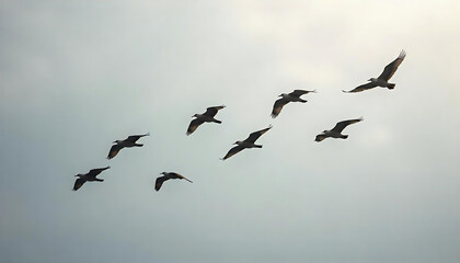 A formation of migratory birds flying across a cloudy sky, 4k HD image.