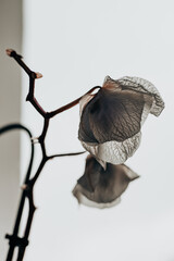 A faded orchid, highlighting its delicate petals against a light background. The delicate beauty of a faded orchids flower buds, highlighting its intricate textures against a soft white background.