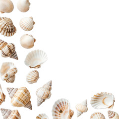 Seashells in corner border