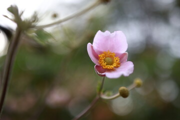 Obraz premium Delicate pink anemone flower in soft autumn light with shallow depth of field