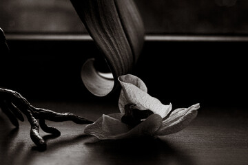 This monochrome photo captures the beauty of an orchid flower, delicate petals and soft shadows. A...