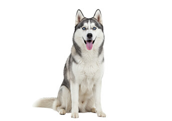 A happy siberian husky dog with striking blue eyes sits attentively, panting with its tongue out, isolated on a transparent background