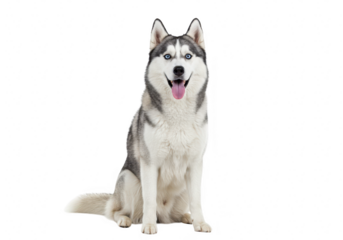 A happy siberian husky dog with striking blue eyes sits attentively, panting with its tongue out, isolated on a transparent background