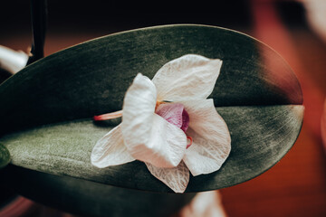 A white orchid and green leaf creates a beautiful, tranquil scene. A close-up shot showcases a...