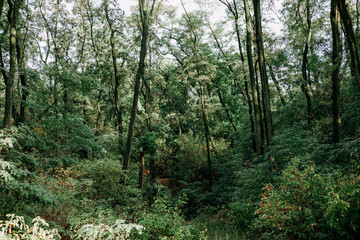 Fototapeta premium A beautiful dense forest filled with tall trees and green foliage. Lush woodland, wood scene with dense foliage and high trees, creating a tranquil and verdant atmosphere. Ecology, environment, nature