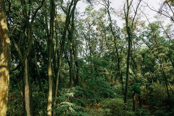 A deep forest with tall trees and sunlight streaming through the green leaves. Lush wood scene...
