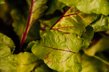 Green beetroot leaves with red stems. Beetroot in the garden. Young beets in spring. Natural, vibrant background and texture.
