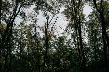 A deep forest with tall trees and sunlight streaming through the green leaves. Lush wood scene...